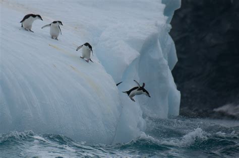 12 Photos of Elephant Island That Will Make You Want To Go To Antarctica