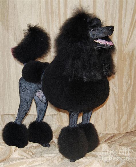 Black Standard Poodle 1 Photograph by Amir Paz - Pixels