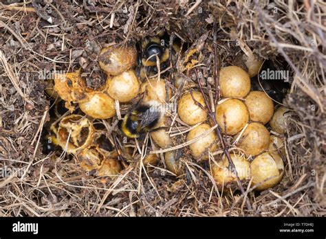 Bumblebee Nest Hi Res Stock Photography And Images Alamy