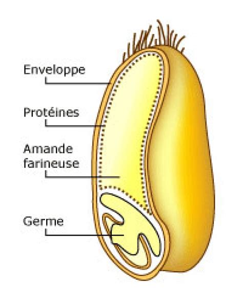 Anatomie Du Grain De Bl