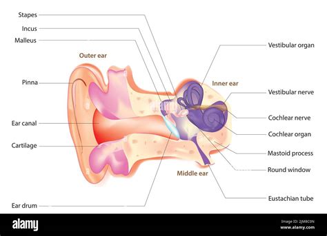 Human ear anatomy Stock Vector Image & Art - Alamy