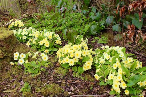 Primula vulgaris – Ballyrobert Gardens