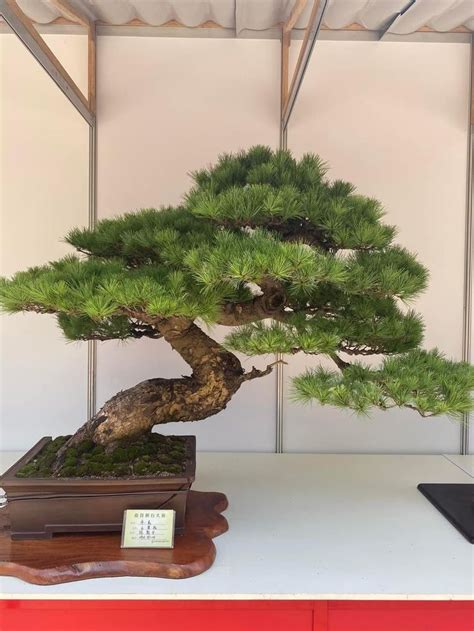 Pin By Art Is Moonwalker On Bonsai Blackpine In 2023 Bonsai Tree