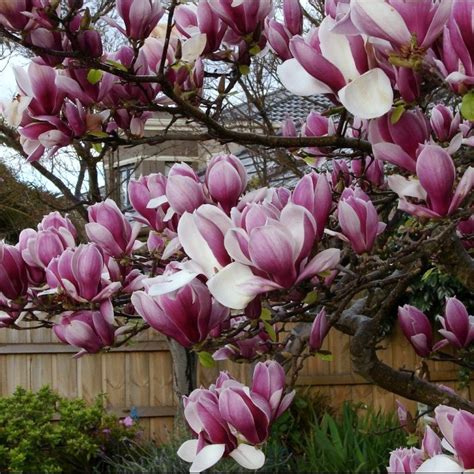 Magnolia soulangeana (магнолія Суланжа) 'Rustica Rubra' - Сад-Город