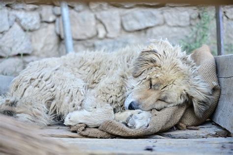 Cuántos perros y gatos sin hogar hay en los Estados Unidos