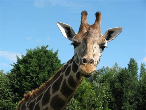 Giraffe Animals Green Trees Long Neck Photography Wallpaper