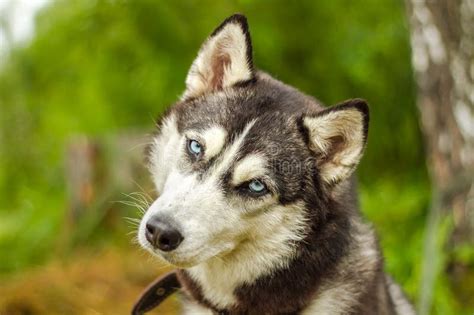 Alaskan Malamute With Blue Eyes Stock Photo Image Of Close Summer