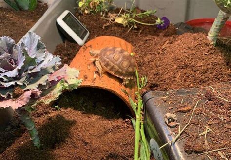 The Best Substrate For A Tortoise Terrarium – Craftsmumship