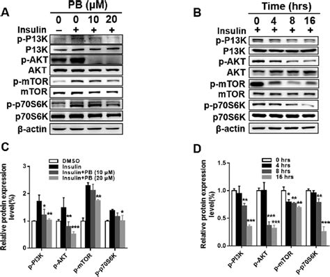 Praeruptorin B Inhibits The Insulin Induced Pi3k Akt Mtor Signaling Download Scientific Diagram