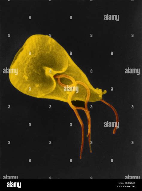 Scanning Electron Micrograph SEM Of A Flagellated Giardia Lamblia