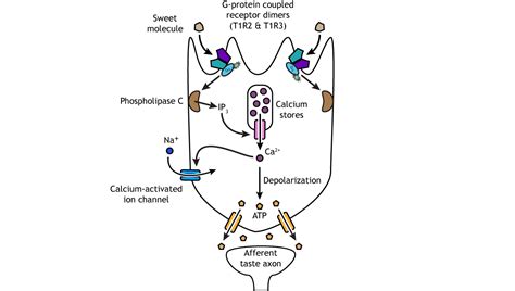 Taste – Foundations of Neuroscience