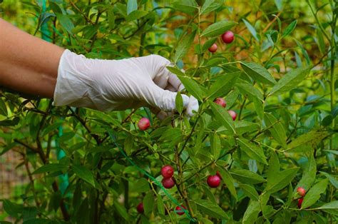 How To Grow Pink Lemonade Blueberry