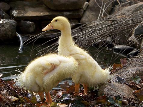 Raising Ducks ... Again | Community Chickens