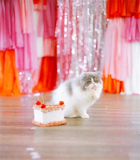 Persian Cat Mammal - Free photo on Pixabay - Pixabay