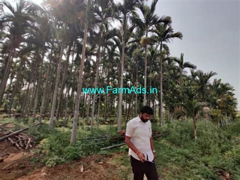 1 Acre 20 Gunta Areca Nut Plantation For Sale Hatna Bangalore Hassan