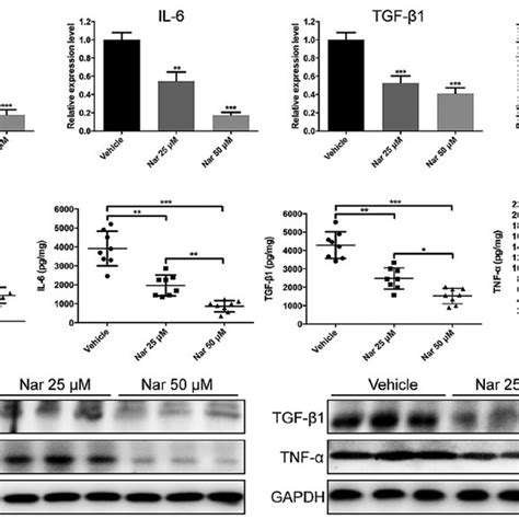 Decreased production of IL1β IL6 TGFβ1 and TNFα in Nartreated