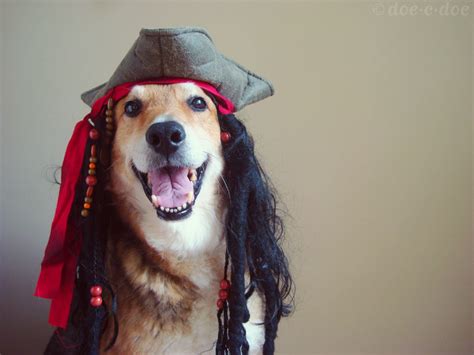 doe-c-doe: pirate dogs of the caribbean & a winner