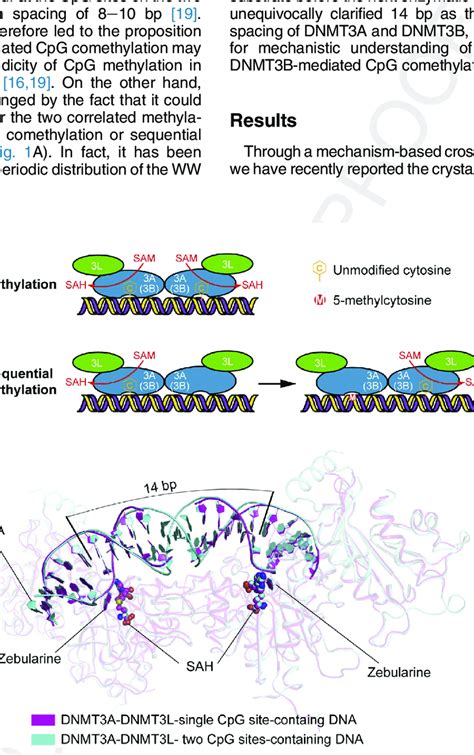 Comethylation Model Of DNMT3A And DNMT3B A Schematic Model Of