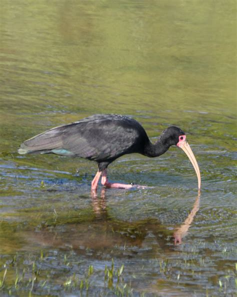 Bare Faced Ibis Photo Larry Martin Photos At