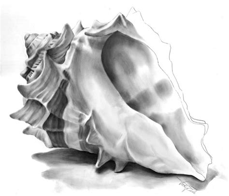 Pencil Drawings Of Shells