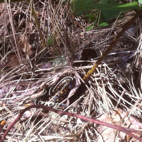 Common Garter Snake Project Noah