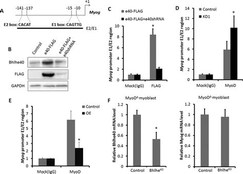 Bhlhe40 Regulates Myog Expression Through Modulating The DNA Binding