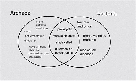 Archaea Vs Bacteria Venn Diagram Hot Sex Picture