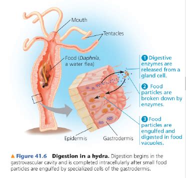 Biol Ch Flashcards Quizlet