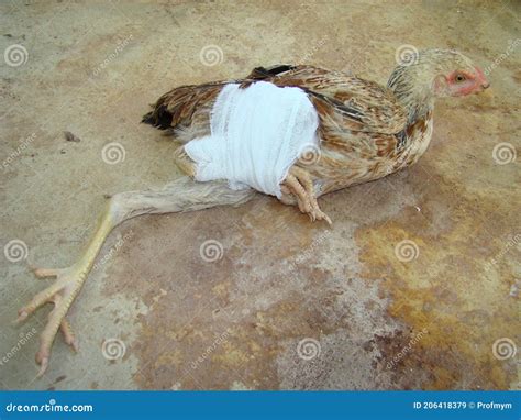 An Exotic Veterinarian Treated The Bird Chicken `s Broken Leg By Splint Stock Image Image Of