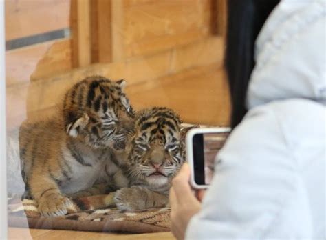 トラの双子の赤ちゃん、鳴き声は「ダミ声です」。山口のサファリランドの動画に反響広がる ハフポスト News