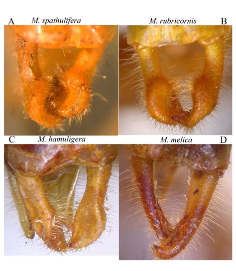 Dorsal View Of Male Cerci In Morgenia Species A Morgenia Spathulifera