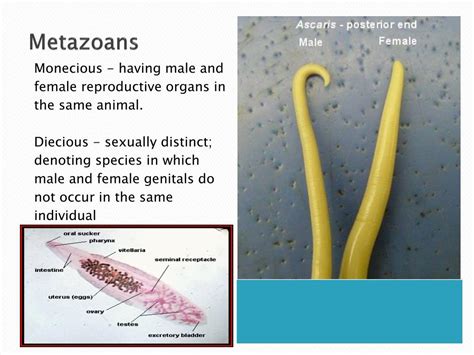 Ppt Parasitology Powerpoint Presentation Free Download Id945357