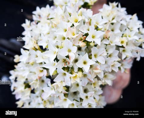 Descubra Kuva Bouquet Petite Fleur Blanche Thptnganamst Edu Vn