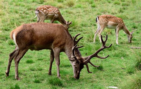 Deer Fallow Antler Free Photo On Pixabay