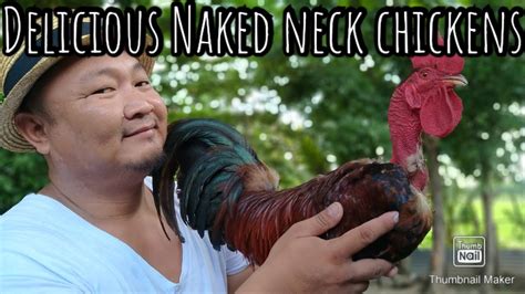 Naked Neck Turkey Neck Or Cobra Chicken Pagka Sarap Sarap Na Klaseng