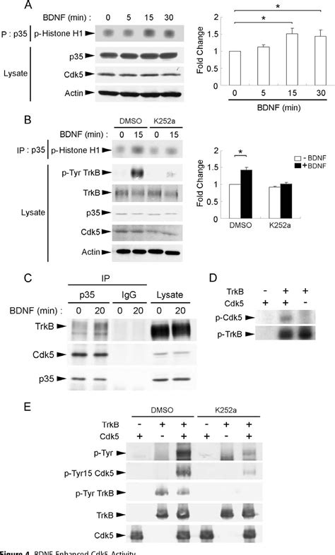 Figure 4 From Cdk5 Is Involved In Bdnf Stimulated Dendritic Growth In