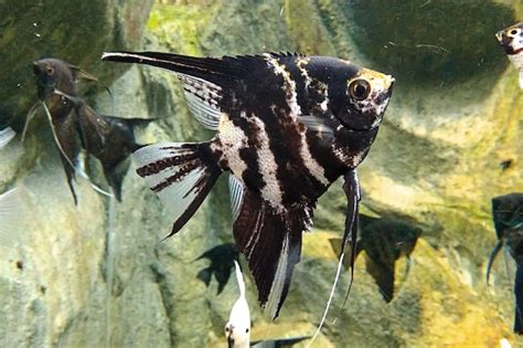 Black And White Striped Freshwater Fish