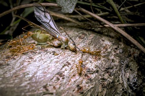 The Leafy Kingdoms of Weaver Ants | RoundGlass | Sustain