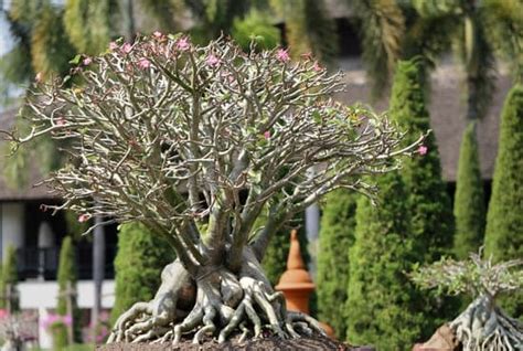 Che Significato Ha Bonsai Mondo Bonsai