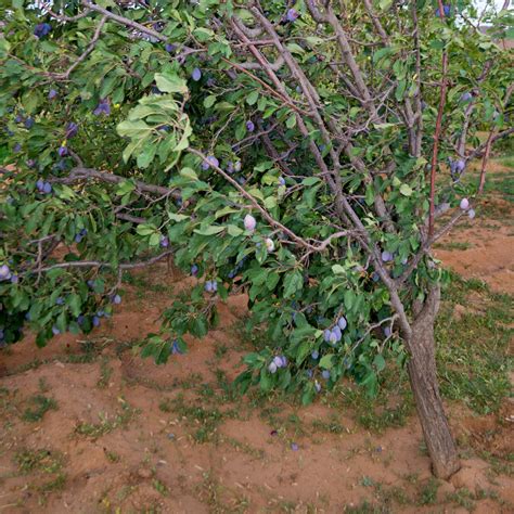 Damson Plum Tree – Green Thumbs Garden