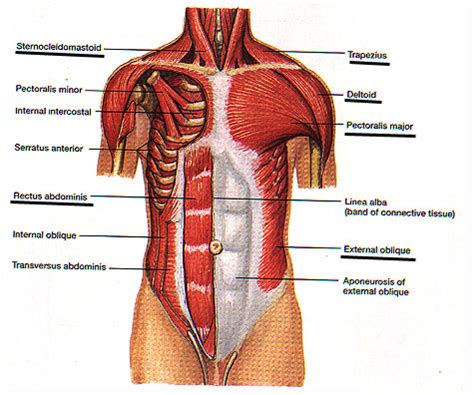 Chest Muscles Diagram Quizlet