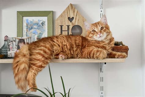 Ginger Cat Lying On The Bookshelf Stock Image Colourbox