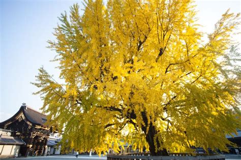 The Fall Season Of Nishi Honganji Temple In Kyoto Editorial Stock Photo