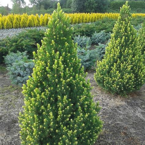 сизая (канадская) Рэйнбоуз Энд (Picea glauca Rainbow’s Еnd) 2025 ...
