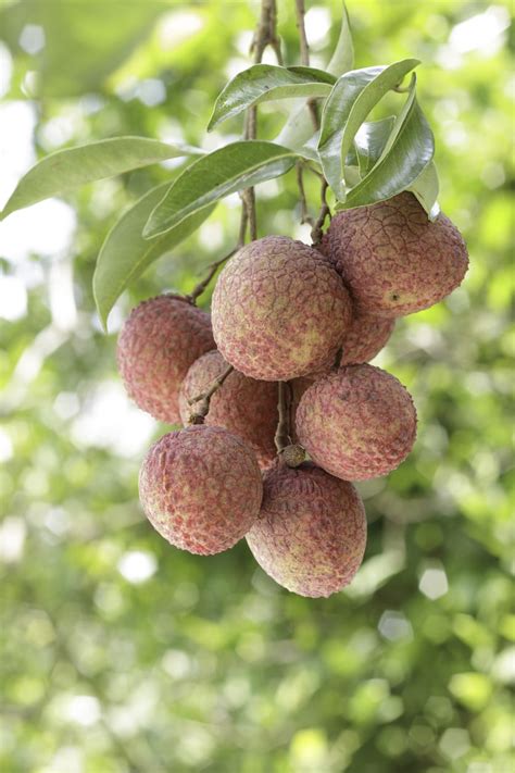 Can You Grow Lychee In Pots: Keeping A Container Grown Lychee Tree