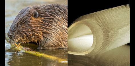 8 Amazing Examples of Biomimicry