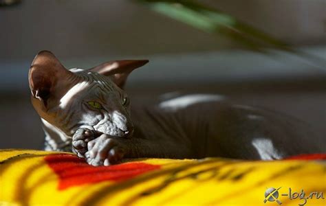 «Лунная кошка» Сфинкс: alionushka1 — LiveJournal