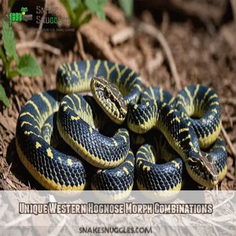 Top 5 Western Hognose Snake Morphs: Rare Colors & Patterns Revealed