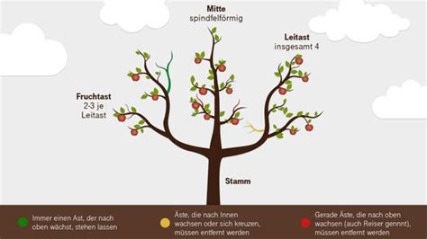 Kirschbaum Schneiden Zeitpunkt Werkzeug Schnitt Anleitung