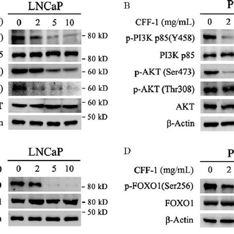 Cff 1 Inhibited Pi3k Akt Signal Pathway And Activated Foxo1 By Download Scientific Diagram